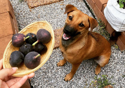 Can Dogs Eat Figs? A Complete Guide for Dog Owners