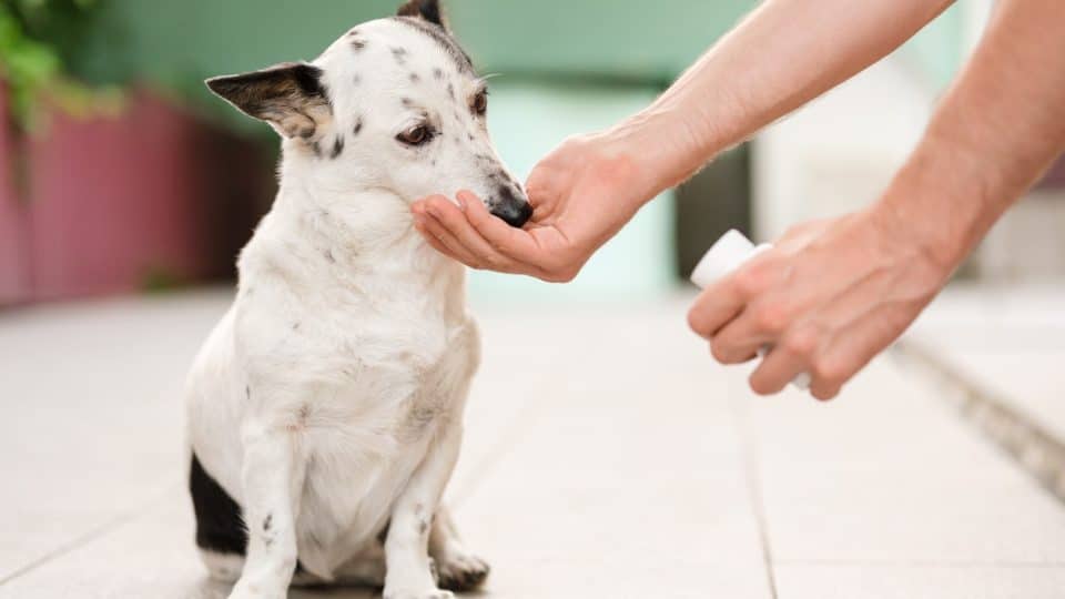 can dogs take tylenol