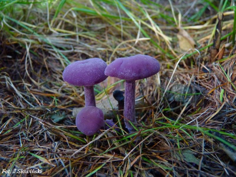 purple mushroom stardew