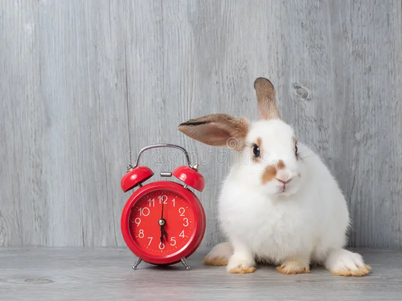 rabbit with clock