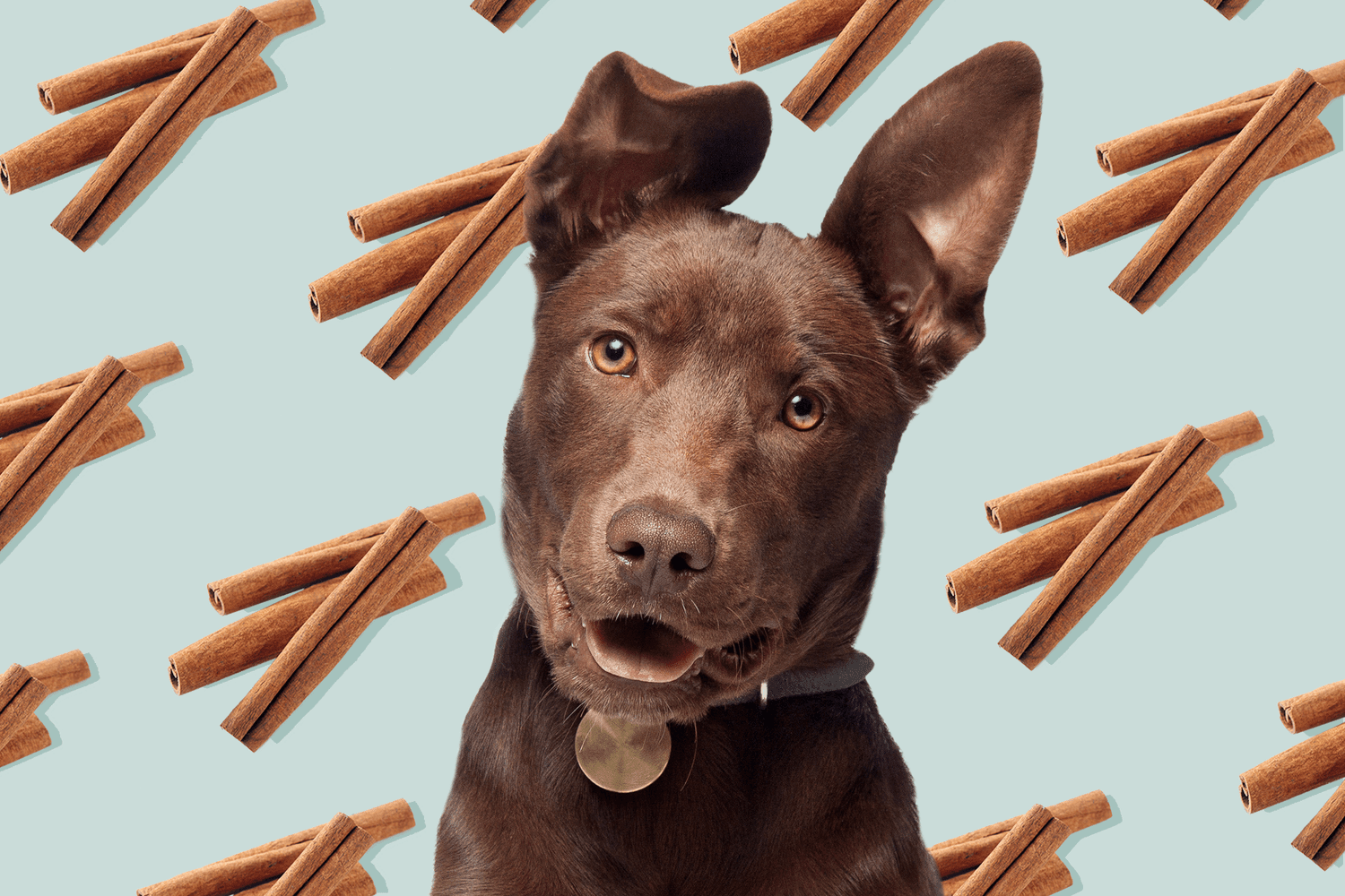 can dogs have cinnamon